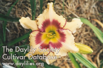 Daylily Fantasy Quilt